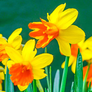 Rataplan Daffodil Seeds